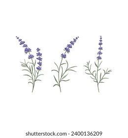 Un conjunto de ramitas de lavanda floridas para su diseño en una ilustración vectorial de fondo blanco