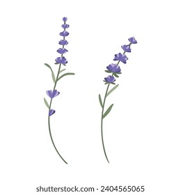 Un conjunto de ramitas de lavanda floridas para su diseño en una ilustración vectorial de fondo blanco