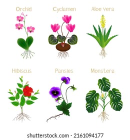 Set of flowering plants isolated on white background.