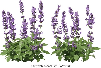 Conjunto de flores Plectranthus mona lavanda y Lavandula pinnata aislado recorte de árboles, Ilustración vectorial, hierbas de jardín, plantas aromáticas, vegetación botánica, follaje de arbustos, paisajismo herbal.