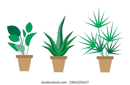 A set of flowerpots with indoor plants on a white background. Ficus, aloe and palm