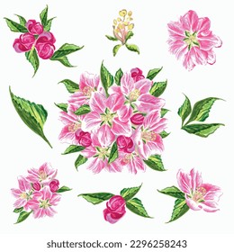  Set of flowers of apple tree with leaves and buds.  EPS floral botanical illustration.
