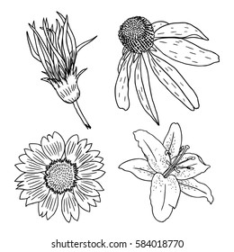 Set of flowers. Black and white floral set collection of hand drawn floral elements constructor. Vector