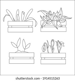 Un conjunto de flores en cajas. Semillas para el jardín y decoración de la casa. Puede utilizarse como iconos, para infografías, diseño de tarjetas temáticas, banners, sitios web y otros tipos de tipografía