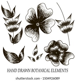 set of flowers and branches with hand drawn leaves on a white color