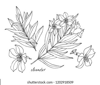 Set of flowers and branches of oleander. Vector black and white line illustration of oleander for coloring page, isolated on white background. Sketch for anti-stress adult coloring book.