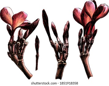 Set of flowers and branches of plumeria several different elements, sketch vector graphics color drawing on a white background