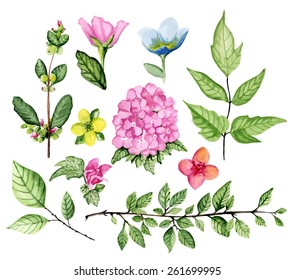Set of flowers and branches. Watercolor. Vector illustration