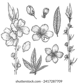 Set of flowers, buds, branches, peach leaves, Vector illustration, sketch in dotwork style, isolated on a white background, graphics, tattoo style, vintage