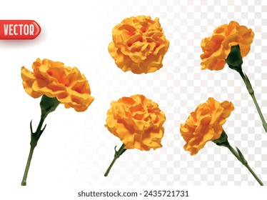 Set of flowers Carnations. Realistic design of beautiful carnations. Vector illustration