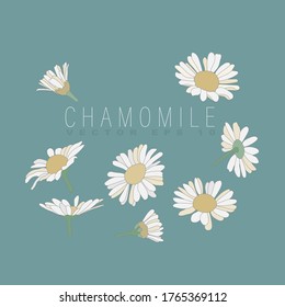 Montaje de flores y capullos. Ilustración vectorial en un sencillo estilo plano. Para diseño, invitaciones, tarjetas, papel, textiles, etc.