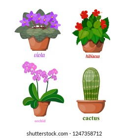 Set of flowers in clay pots on a white background. Blooming home flowers. vector illustration of an orchid, cactus, hibiscus, violets