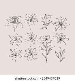 Conjunto de flores. colección de arte lineal minimalista con flores de lirio y brotes. Diseños elegantes de belleza natural con contornos, perfectos para temas botánicos, proyectos decorativos, invitaciones.