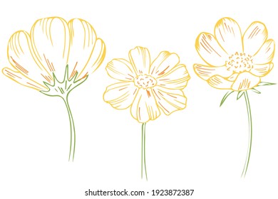 Un conjunto de flores. Colorido conjunto de bocetos de flores amarillas. Vector. Dibujo a mano libre.