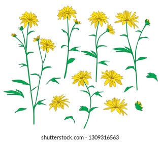 Set of flowers daisie, chamomile,  vector silhouettes, green and yellow colors, isolated on white background