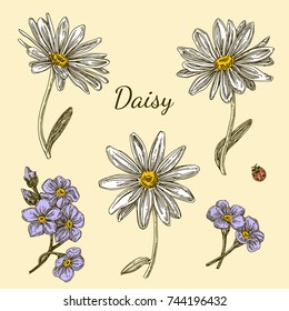 Set of flowers. Daisy. Engraving style. Vector illustration.