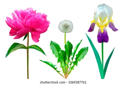 set of flowers dandelion peony and iris