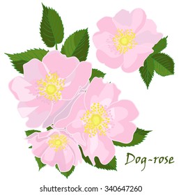 Set of flowers dog-rose with leafs in realistic hand-drawn style  Vector illustration.