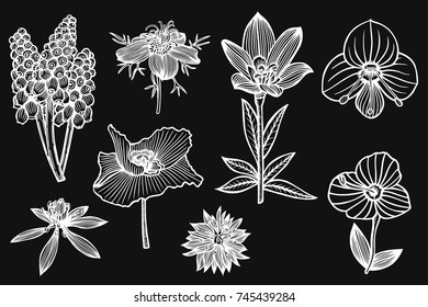 Set of flowers. Floral elements isolated on black.