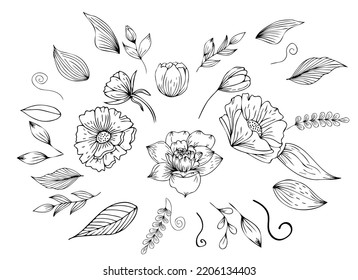 Set Flowers, foliage decor. Engraving in a minimalist style. Contour hand drawing. Can be used for decoration, printing on paper and fabric, as well as in the interior. Vector