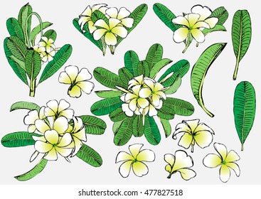Set of flowers frangipani background with leafs in realistic hand-drawn style. Vector illustration.