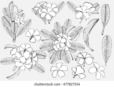 Set of flowers frangipani background with leafs in realistic hand-drawn style. Vector illustration.