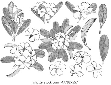 Set of flowers frangipani background with leafs in realistic hand-drawn style. Vector illustration.