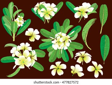 Set of flowers frangipani background with leafs in realistic hand-drawn style. Vector illustration.