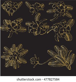 Set of flowers frangipani background with leafs in realistic hand-drawn style. Vector illustration.