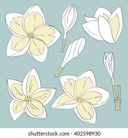 Set of flowers Frangipani (Plumeria). Hawaii, Bali (Indonesia), Shri Lanka tropical necklace flowers. Vector illustration