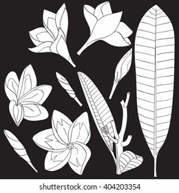 Set of flowers Frangipani (Plumeria). Hawaii, Bali (Indonesia), Shri-Lanka tropical necklace flowers. Vector illustration