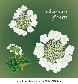 Set of flowers frangipani seamless background with leafs in realistic hand-drawn style. Vector illustration
