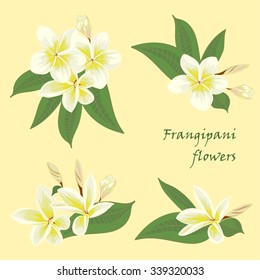 Set of flowers frangipani seamless background with leafs in realistic hand-drawn style. Vector illustration