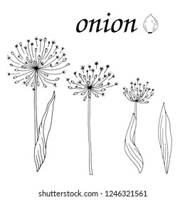 a set of flowers of garlic, onions