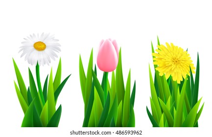 Set of flowers with grass, vector illustration