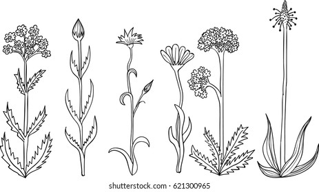Set of flowers hand drawn