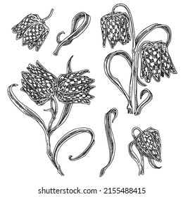 Set of flowers hazel grouse chess. Sketch. Engraving style. Vector illustration.