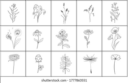 Set of flowers and herbs hand-drawn, black lines on a white background. Isolated objects