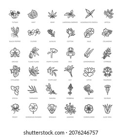 Set of flowers and herbs icon in flat design. Vector collection