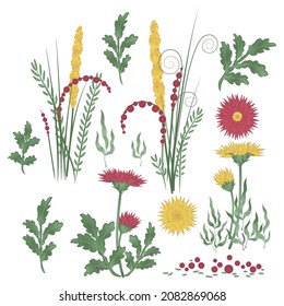 A set of flowers, herbs and leaves. Red and yellow chrysanthemums
