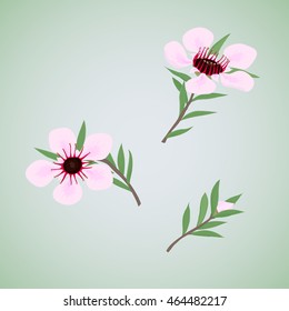 Set of flowers the honey bush tea tree or manuka. Isolated. Vector illustration.