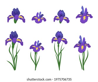 Set of flowers irises. Bright spring and summer plants with green leaves. Festive decorations and elements for cards, weddings, holidays and other designs. Vector flat illustration.