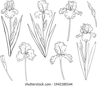 Set flowers Irises graphics black and white colors botanical vector illustration