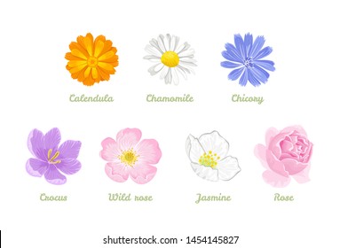 Set of flowers isolated on white background. Vector illustration of chamomile, calendula, chicory, jasmine, rose, crocus, wild rose in cartoon flat style. Single flower heads.