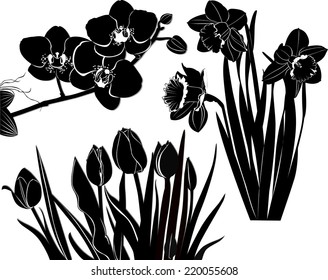 set of flowers isolated on white background