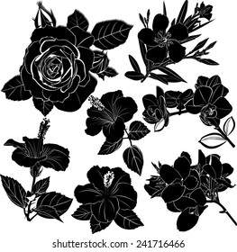 set of flowers isolated on white background