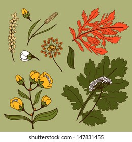 Set of Flowers and Leaves