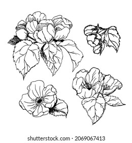 A set of flowers, leaves and buds of an apple tree. Vector botanical illustration isolated on white background. The plants are hand-drawn. Realistic ink sketch. Natural design in vintage style.