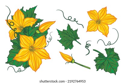 set flowers  leaves  buds   swirls pumpkin  cucumber   zucchini white background  autumn composition  detailed botanical drawing  isolated vector illustration