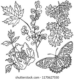 Set of flowers, leaves, butterfly. Vector illustration. Beautiful nature. Vintage pattern, background. Realistic monochrome drawing, tattoo, engraving.